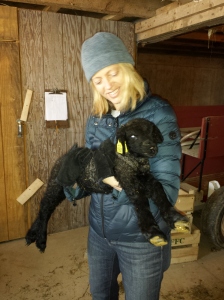 Checking out newborn lambs at the farm
